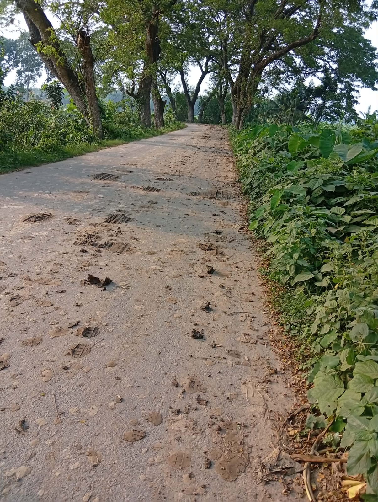 শ্রীপুরে সরকারি জাইগার মাটি চুরি এবং সড়কে মরণ ফাঁদ।